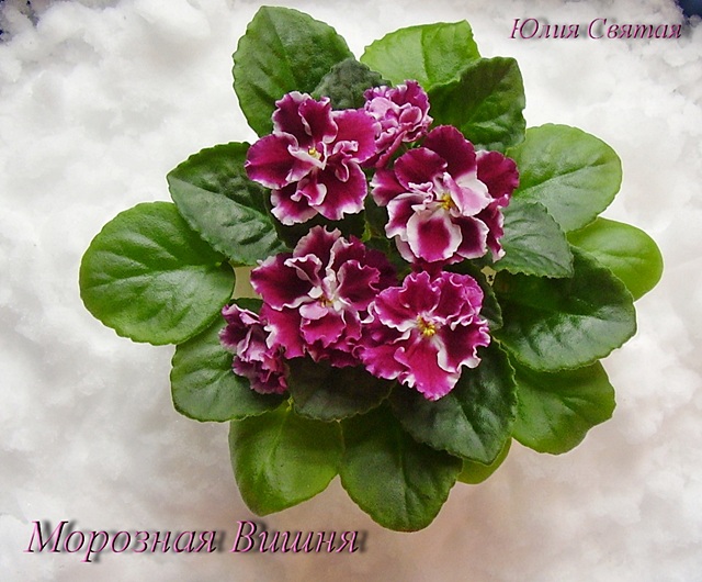 Морозня Вишня (Морев)