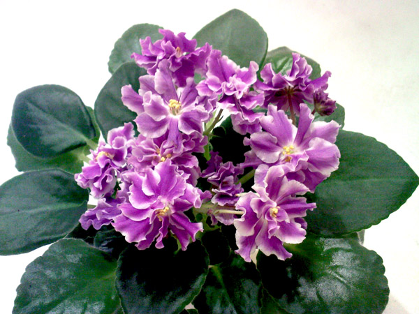 DD004001.jpg