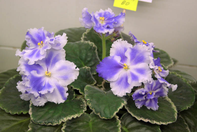 ЛиК-Восходящая Звезда