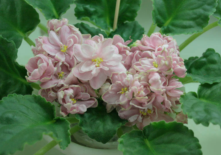 ЛЕ-Lili Marleen