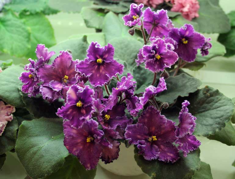 Spanish Dancer