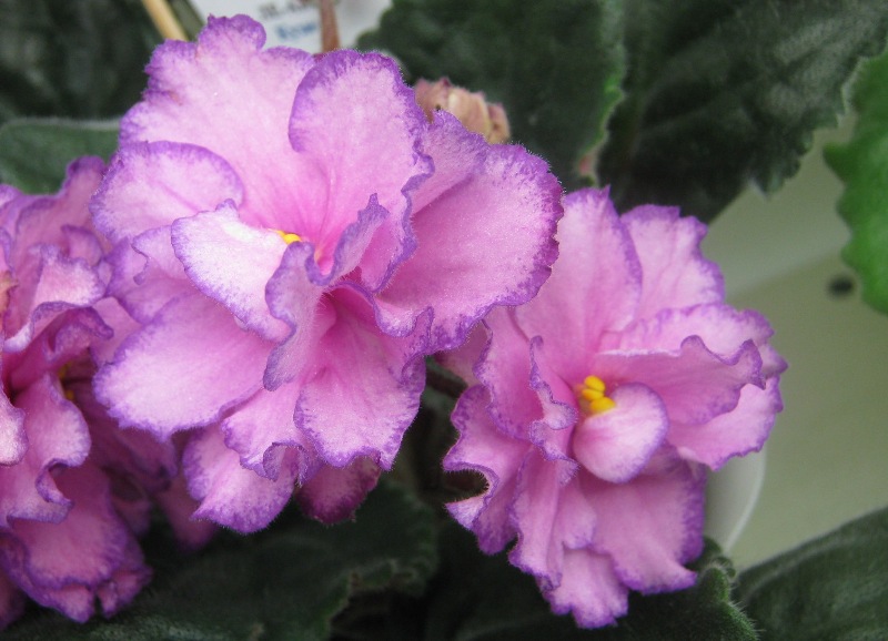 Кузина ЛЕ-Анна.JPG