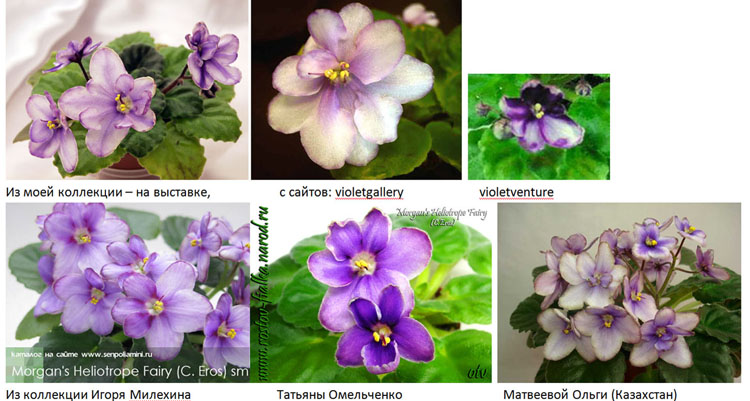 Morgan's Heliotrope Fairy__.jpg