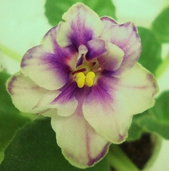 Morgan's Heliotrope Fairy_Canada.jpg