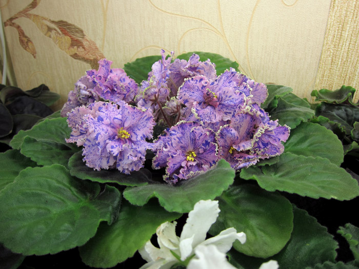 ЛЕ-Полина.jpg