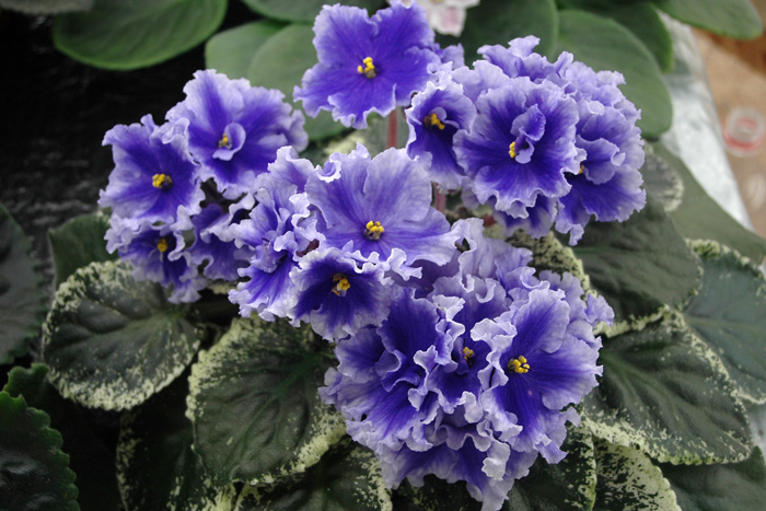 Ma's-Pretty-Blue.jpg