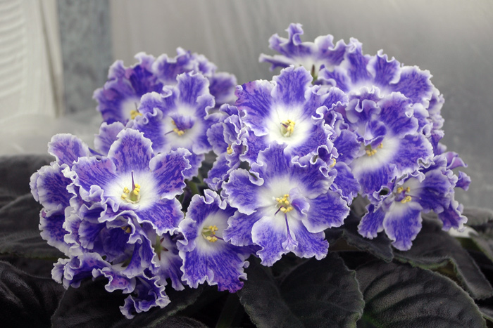 АЕ-Sharlene-Romantic.jpg