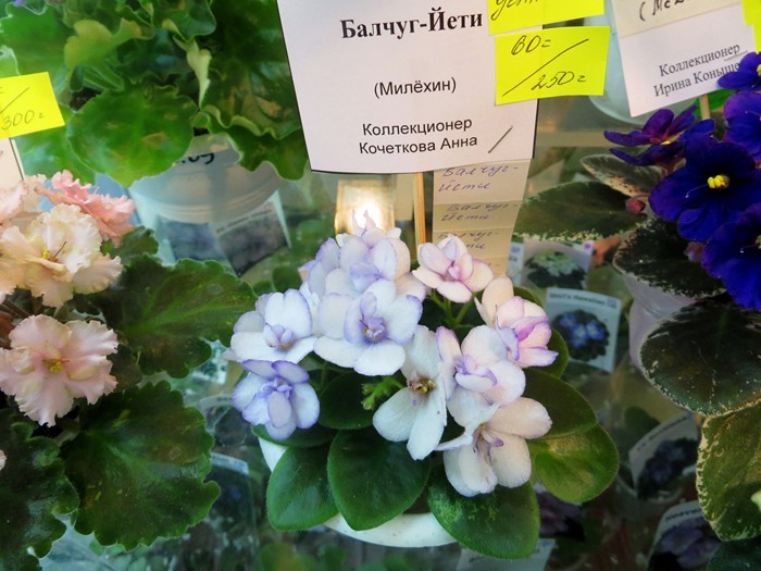 IMG_2398 (Копировать).JPG