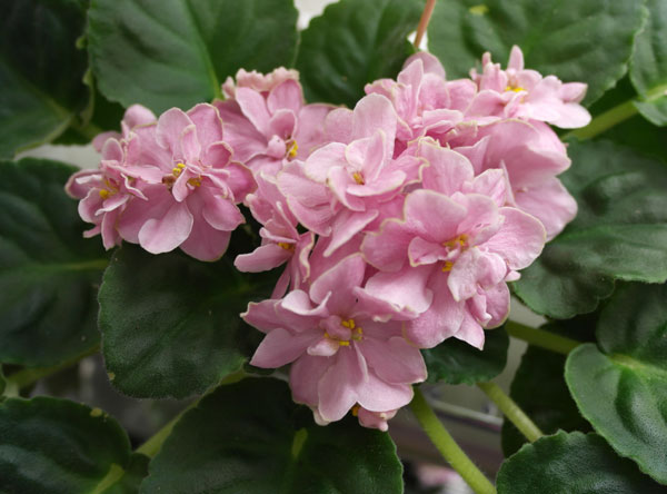 ЛЕ-Lili-Marleen(Тюрина).jpg