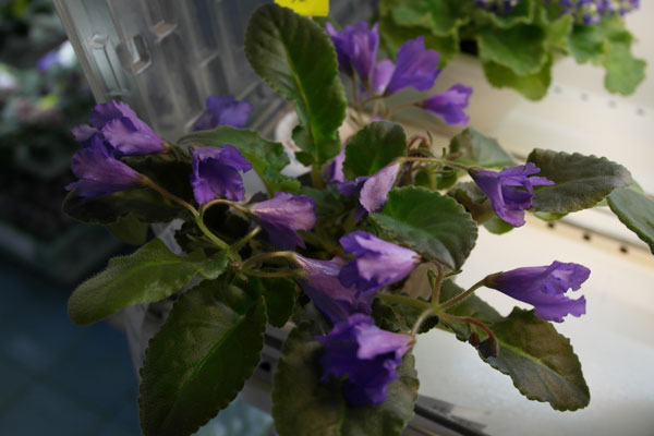 Senk's-Big-Bells-(Нестерова.jpg
