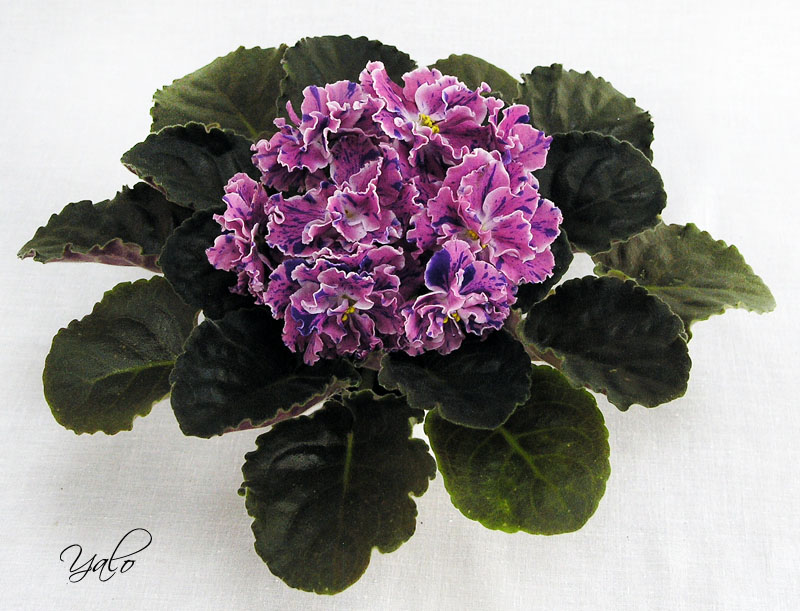 3 место – ЛЕ-Розмари (Е. Лебецкая), колл, Е. Морозова