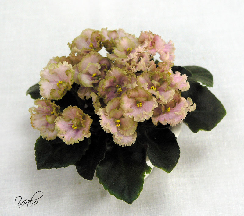 1 место – Rob's Antique Rose (R. Robinson), колл. О. Артёмова