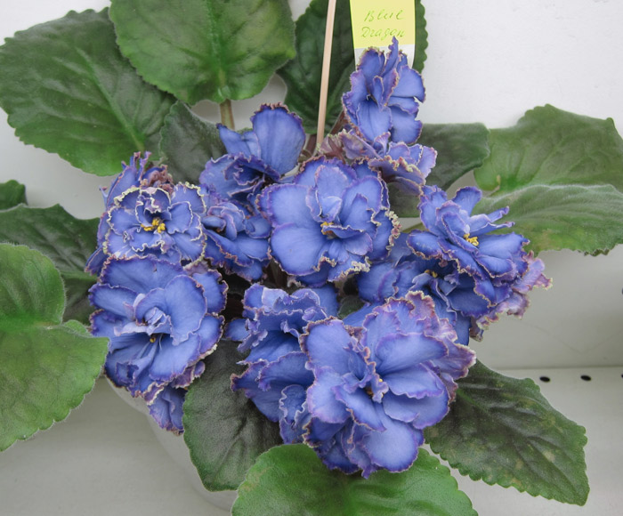 Blue-Dragon.jpg