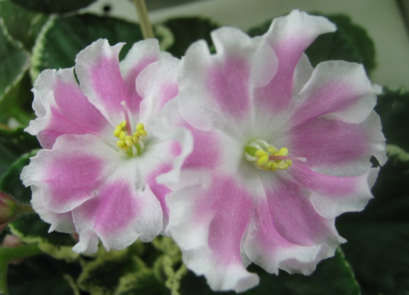 Нестерова Pink Sensation.JPG