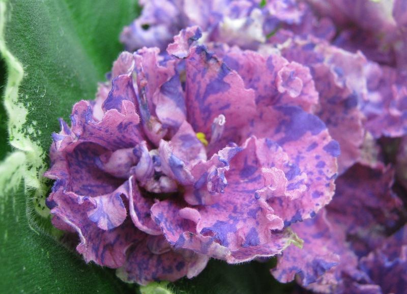 Хохлова ЛЕ-Милана.JPG