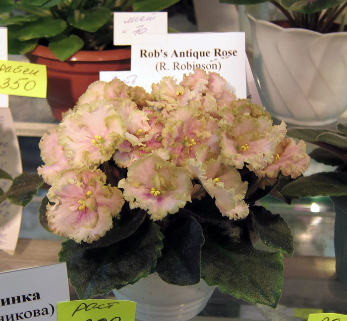Rob's Antique Rose.jpg