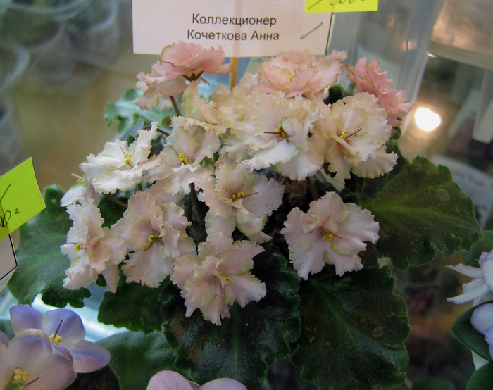 Rob's Antique Rose (Кочеткова).jpg