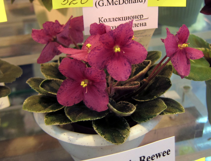 Mac's Coral Clackamas.jpg