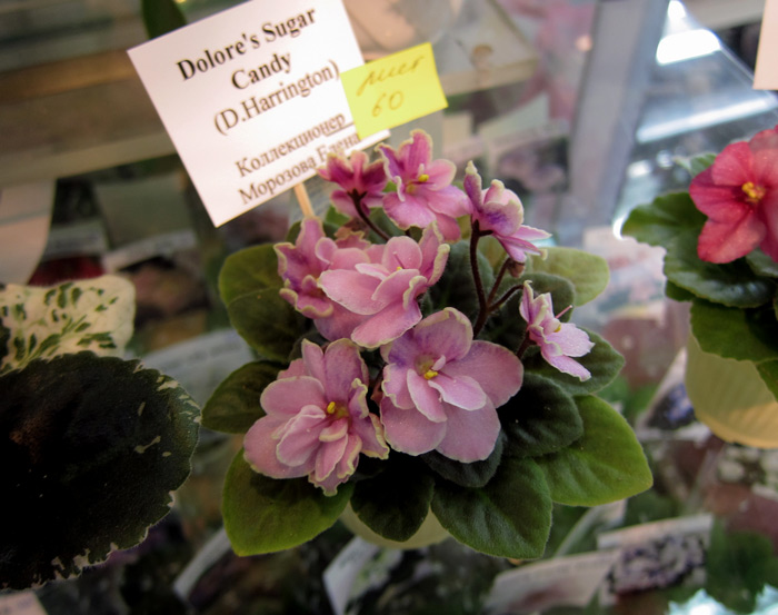 Dolore's Sugar Candy.jpg