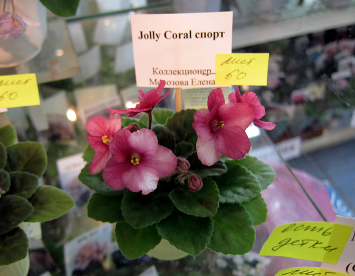 Jolly Coral спорт.jpg