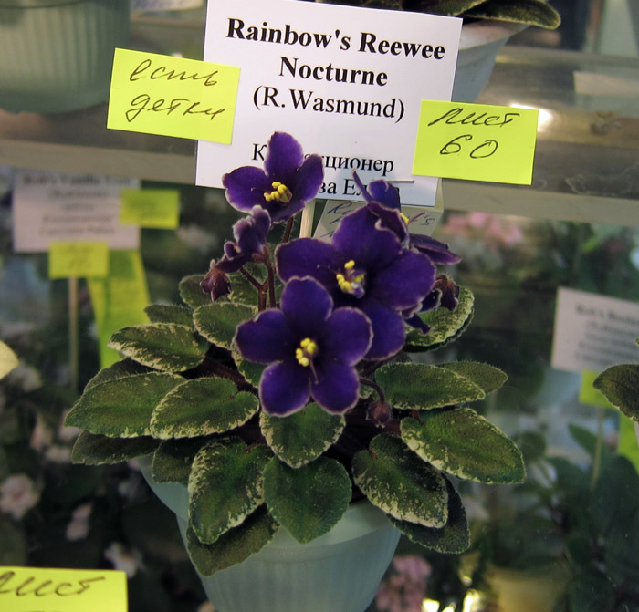 Rainbow's Peewee Nocturne.jpg