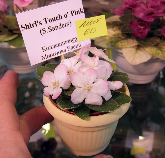 Shirl's Touch o'Pink.jpg