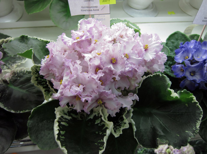 Pink-Chablis.jpg