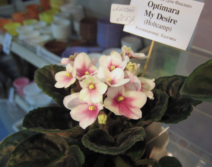 Optimara-MyDesire.jpg