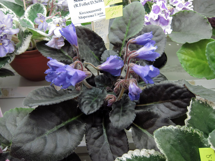 Senk's-Big-Bells.jpg