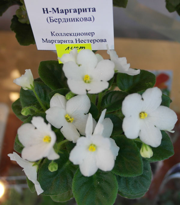 мини.jpg
