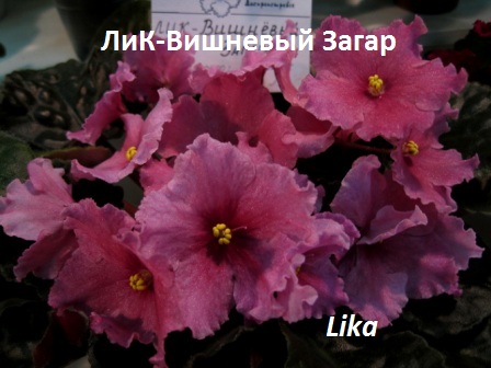 ЛИК-Вишневый Загар.jpg