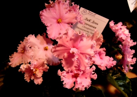 PICT0112.JPG