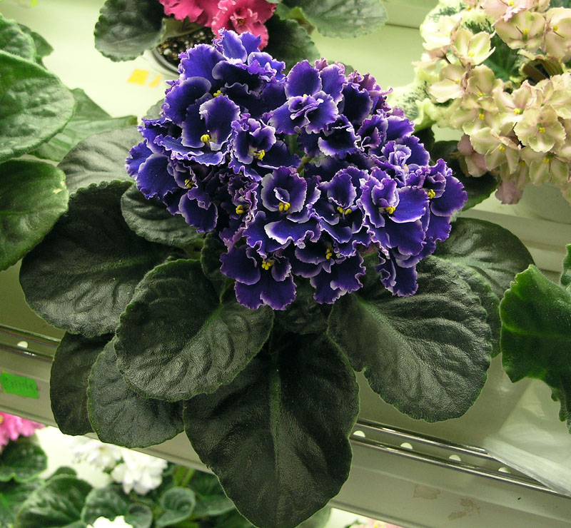 Rhapsodie Cora