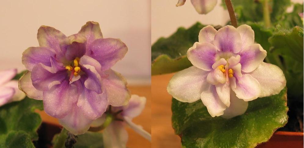 http://www.greenvalleysblommor.se/halvmini/M/morgansheliotropefairy.html