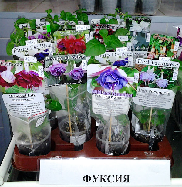 фуксии.jpg
