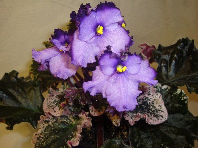 Apache Jewel.JPG