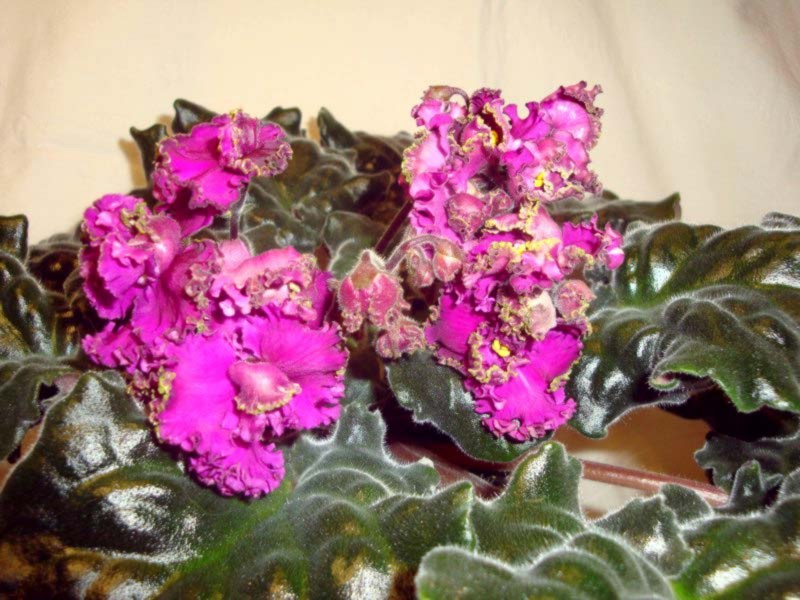 Чудесница спорт(Макуни).JPG