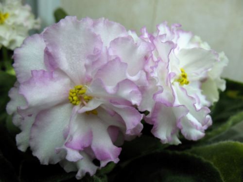 ЕК-Рождение Любви 01.jpg