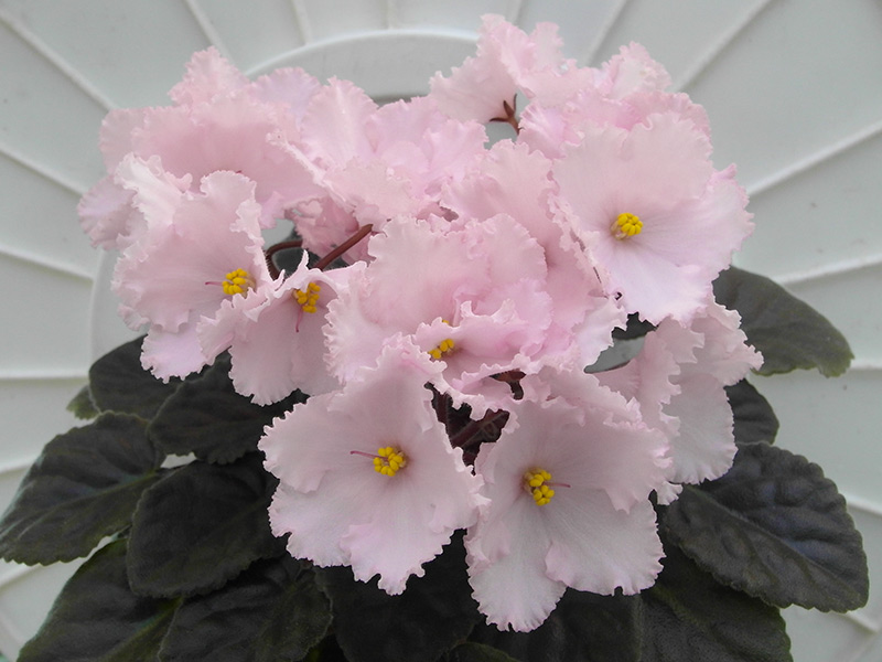 Prima_Pink2.jpg