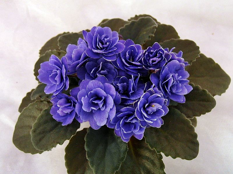 Ness` Crinkle Blue.JPG