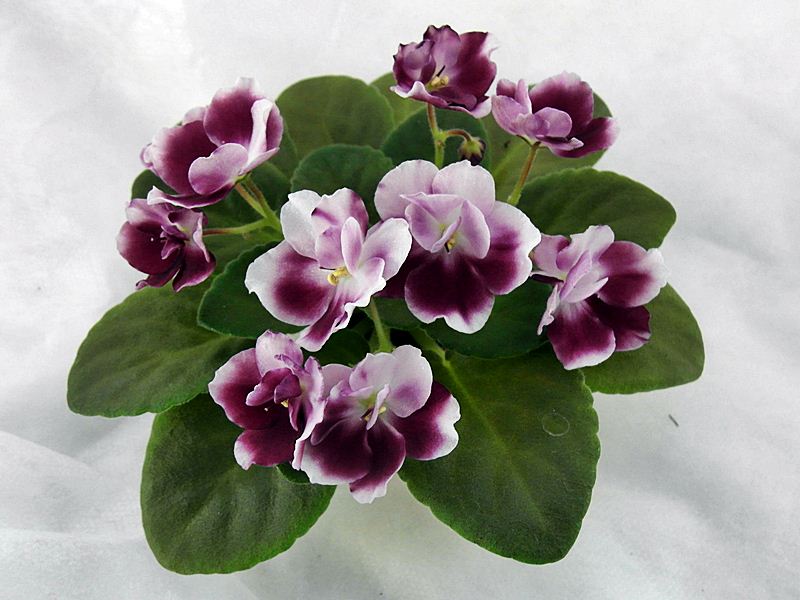 Mac`s Southen Springtime.JPG