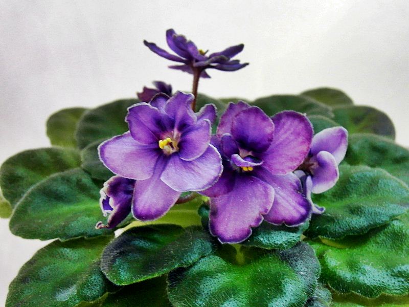 Morgan`s Heliotrope  Fairy.JPG