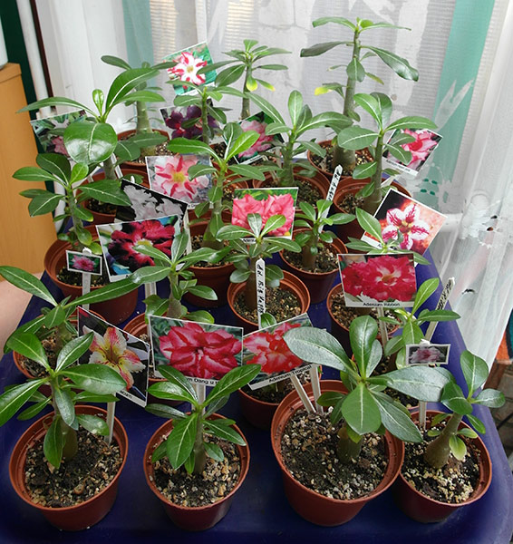Adenium.jpg