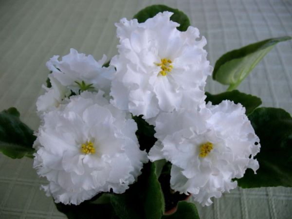 ЕК-Белая Королева.jpg