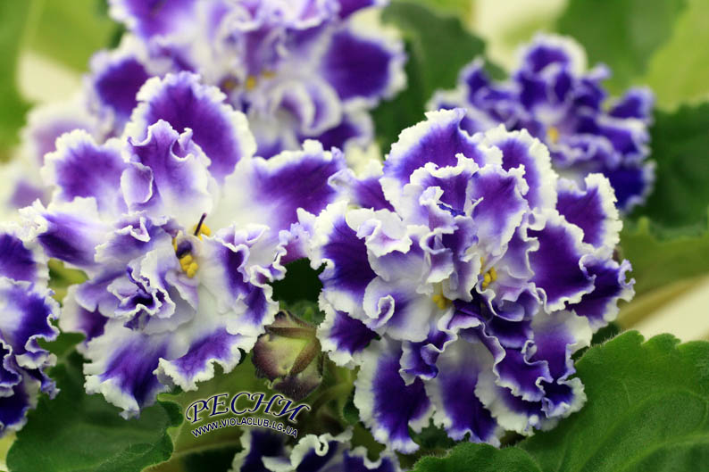 IMG_0024 копия.jpg