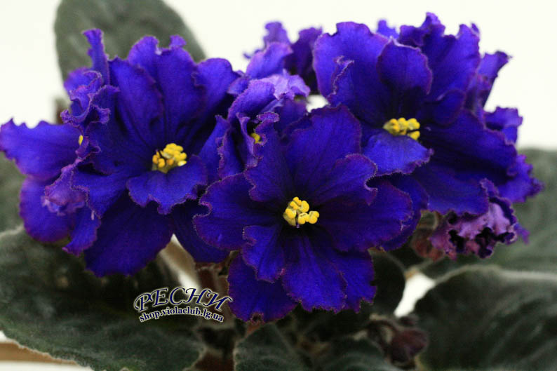 IMG_7865 копия.jpg