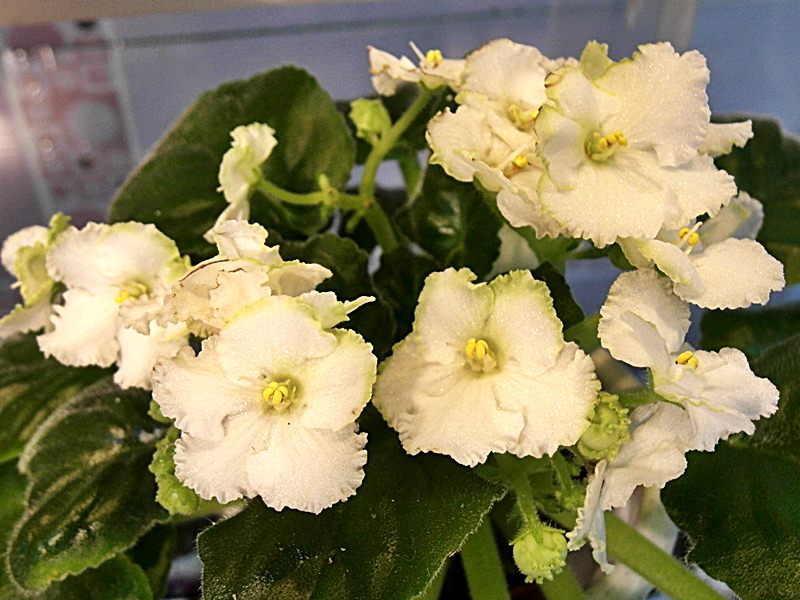 Spring Promise.JPG