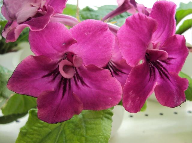 Bristol's Very Berry  Павлова.JPG