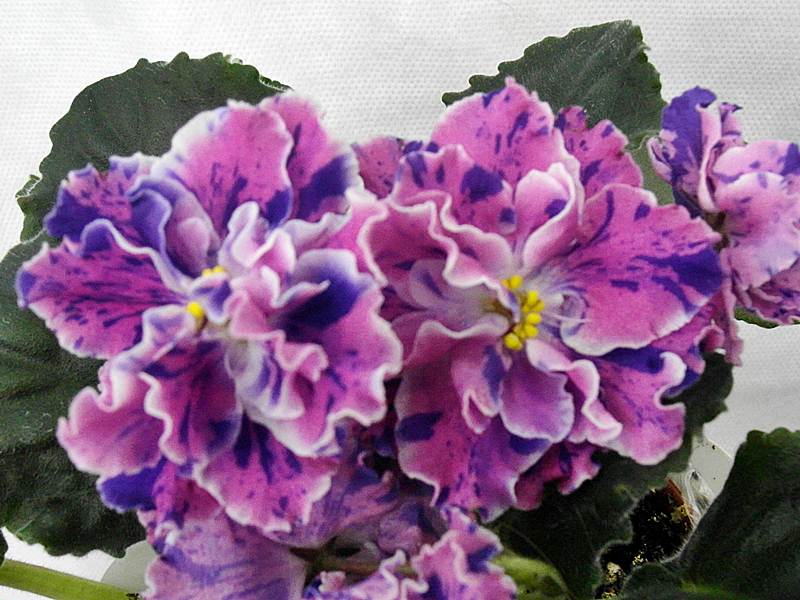 ЛЕ-Розмари.JPG