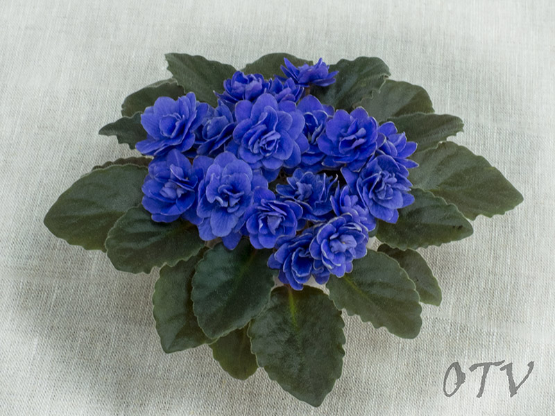 NessCrinkleBlue.jpg